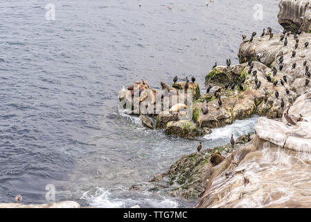 Les phoques et les oiseaux sur les rochers à La Jolla Cove. Banque D'Images