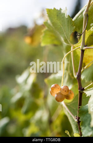 Close-up of grapes growing sur vigne en automne Banque D'Images