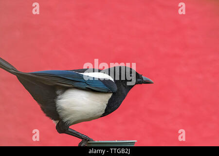 Une pie sur ver mangerons les aliments dans un jardin dans un quartier résidentiel maison à Warwick. Le Warwickshire. UK. 14, juin 2019. Banque D'Images