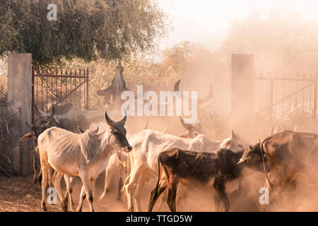 L'alimentation du troupeau de vache Tree Banque D'Images