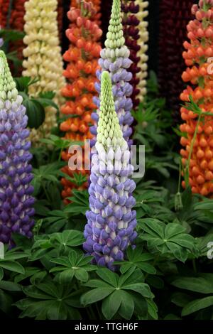 Géant de couleur mixte avec des feuilles de lupin en pleine floraison. violet, bleu, rose et jaune fleurs Banque D'Images