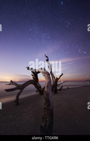 Arbre mort à la plage de l'île de la folie la nuit, Caroline du Sud, USA Banque D'Images