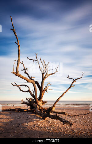 Une longue exposition image de Lone Tree à la plage, à Botany Bay, île Edisto, SC, États-Unis d'Amérique Banque D'Images