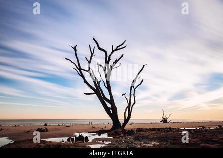 Une longue exposition image de Lone Tree à la plage, à Botany Bay, île Edisto, SC, États-Unis d'Amérique Banque D'Images