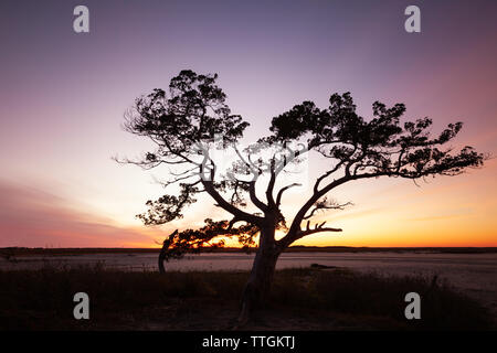 Lonely tree au lever du soleil. Botany Bay Beach, île Edisto, Caroline du Sud, USA Banque D'Images