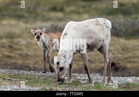 Renne veau et mère sur la toundra suédoise, été Banque D'Images