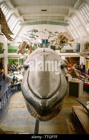 Collections de mammifères, National History Museum, London, England, UK Banque D'Images