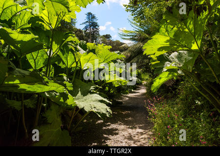 Gunnera manicata en croissant Trebah Garden à Cornwall. Banque D'Images