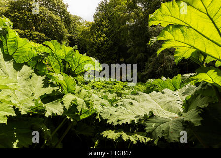 Gunnera manicata en croissant Trebah Garden à Cornwall. Banque D'Images