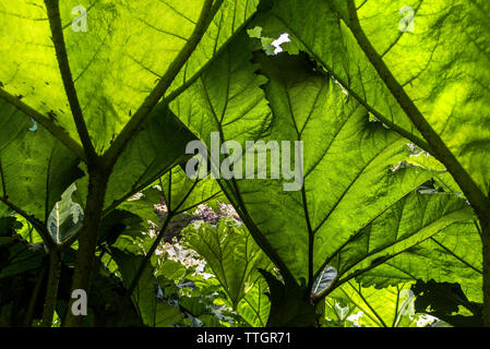 Gunnera manicata en croissant Trebah Garden à Cornwall. Banque D'Images