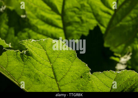 Le bord de la feuille d'un Gunnera manicata en croissant Trebah Garden à Cornwall. Banque D'Images