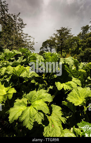 Gunnera manicata en croissant Trebah Garden à Cornwall. Banque D'Images