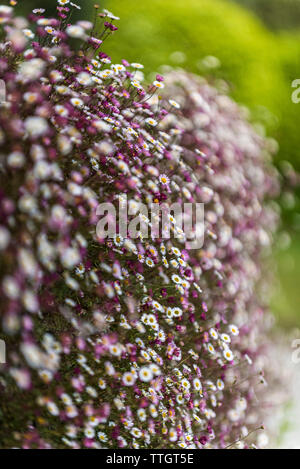 L'Erigeron karvinskianus poussant sur un mur. Banque D'Images