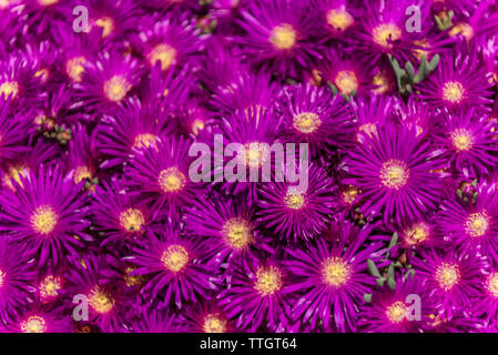 Usine de glace arrière, Lampranthus spectabilis. Banque D'Images