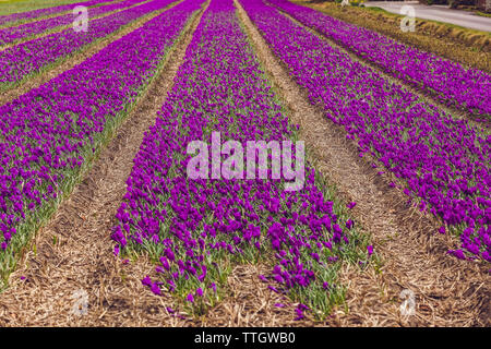 Lignes de Crocus sur les champs agricoles des Pays-Bas Banque D'Images