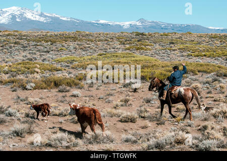 Un Gaucho argentin chevauche son cheval et cordes un veau de marque. Banque D'Images