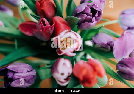 Compte tenu de la tête sur un tas de tulipes colorées, un bouquet de fleurs Banque D'Images