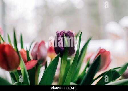 Bouquet de tulipes colorées dans un vase Banque D'Images