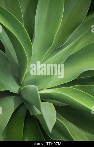 Détail de l'usine d'aloès Banque D'Images