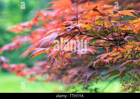 Gros plan sur les gousses de fruits et de graines ailées de Acer palmatum Atropurpurum, Angleterre, Royaume-Uni Banque D'Images