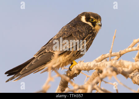 Eurasian Hobby (Falco subbuteo), vue latérale d'un mineur, perché sur une branche en Oman Banque D'Images