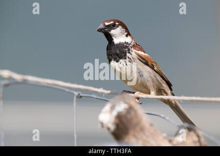 Italian Sparrow (Passer italiae) mâle adulte, perché sur un fil Banque D'Images