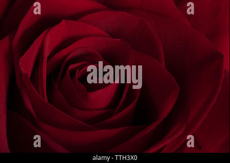 L'image de près d'une rose rouge fleur Banque D'Images