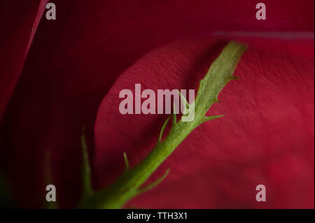 Macro Image d'une rose rouge Banque D'Images