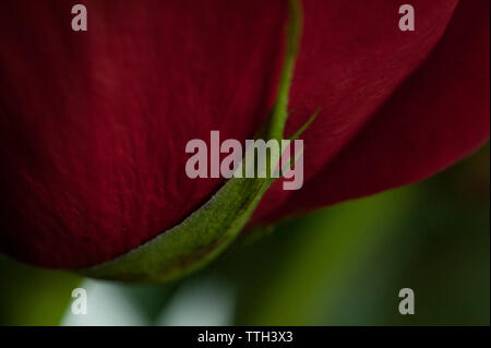 L'image de près de pétale de rose rouge et Banque D'Images