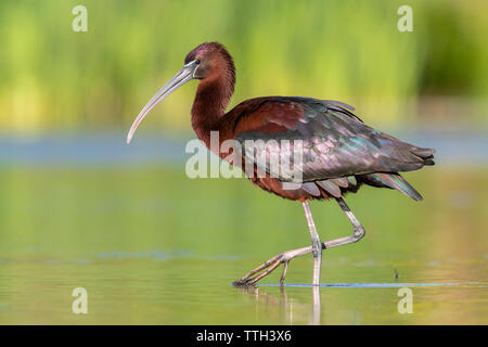 L'Ibis falcinelle (Plegadis falcinellus), vue latérale d'un adulte balade dans un étang Banque D'Images