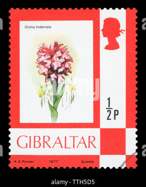 GIBRALTAR - circa 1977 : timbre imprimé dans la Gibraltar montre la fleur d'Orchis tridontata, vers 1977. Banque D'Images