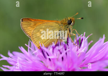 Grand Patron Ochlodes sylvanus se nourrissant de Centaurea nigra - centaurée commune à St Aidans RSPB Nature Park, nr Leeds, Royaume-Uni Banque D'Images