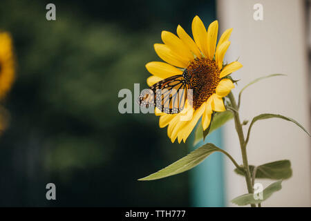 Monarch Butterfly gathering nectar de tournesol Banque D'Images