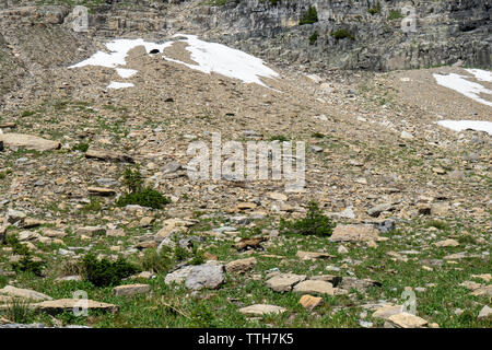 Wolverine de marcher à travers la toundra alpine, Glacier National Park, Montana Banque D'Images