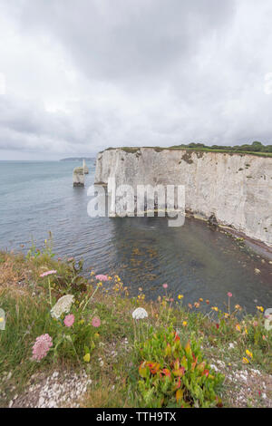 Les pinacles à Handfast Point, à l'île de Purbeck, Jurassic Coast, Site du patrimoine mondial de l'UNESCO dans le Dorset, Angleterre, RU Banque D'Images