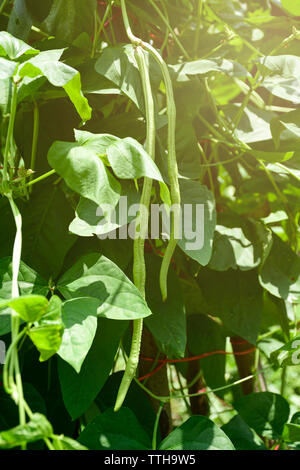 Mètre de long bio Haricot (Vigna unguiculata) sur le domaine de l'agriculture. Banque D'Images