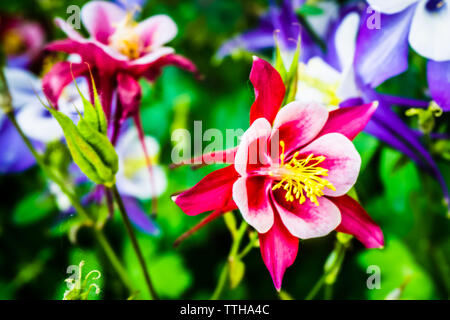 Ancolies sont vraiment uniques à fleurs. Avec leur forme de Bell qui pendent et les éperons à l'arrière. Banque D'Images