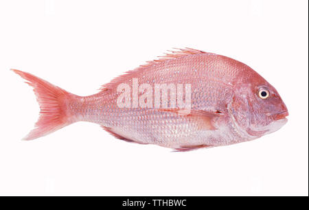 Poisson cru frais isolé sur fond blanc Banque D'Images