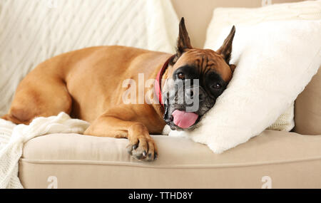 Chien Boxer allongé sur un canapé à la maison Banque D'Images