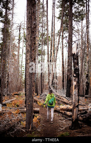 Vue arrière du femme marche sur chemin au milieu d'arbres en forêt