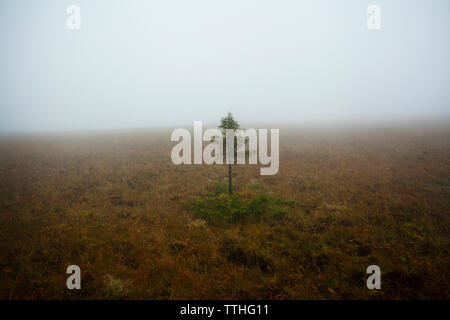 La plantation d'arbres sur les champs contre ciel lors de temps de brouillard Banque D'Images