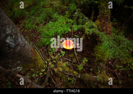 Vue de dessus de la culture des champignons sur terrain en forêt Banque D'Images