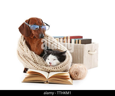 Cat et teckel en écharpe en tricot avec livres, isolé sur blanc. Banque D'Images