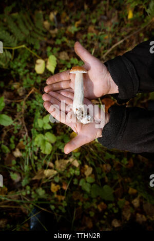 Portrait of farm worker holding mushroom sur terrain Banque D'Images