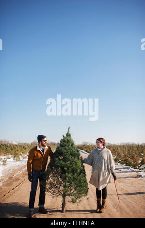 Amis tenant l'arbre de noël sur la route contre le ciel bleu clair Banque D'Images