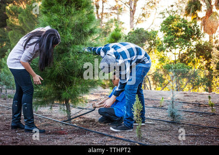 Fils de parents de l'enseignement a vu des arbres au domaine Banque D'Images