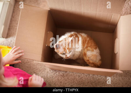 Portrait de chat dans boîte en carton à la maison Banque D'Images