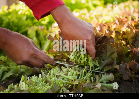 Close-up of man cutting les légumes feuilles d'un champ Banque D'Images