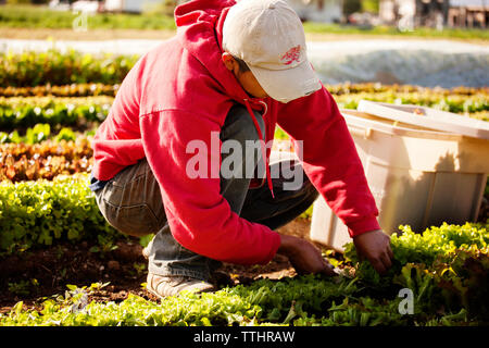 L'homme accroupi tout en coupant les légumes feuilles d'un champ Banque D'Images