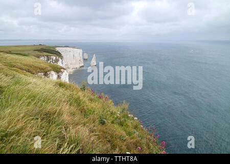 Les pinacles à Handfast Point, à l'île de Purbeck, Jurassic Coast, Site du patrimoine mondial de l'UNESCO dans le Dorset, Angleterre, RU Banque D'Images